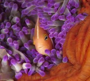 cropped-fish-coral1.jpg