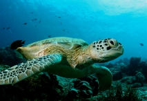 sea-turtle-lg